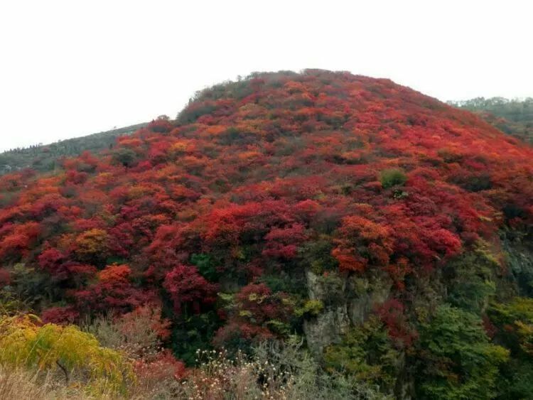 仙境三王峪红叶美翻天 周末大家约起来