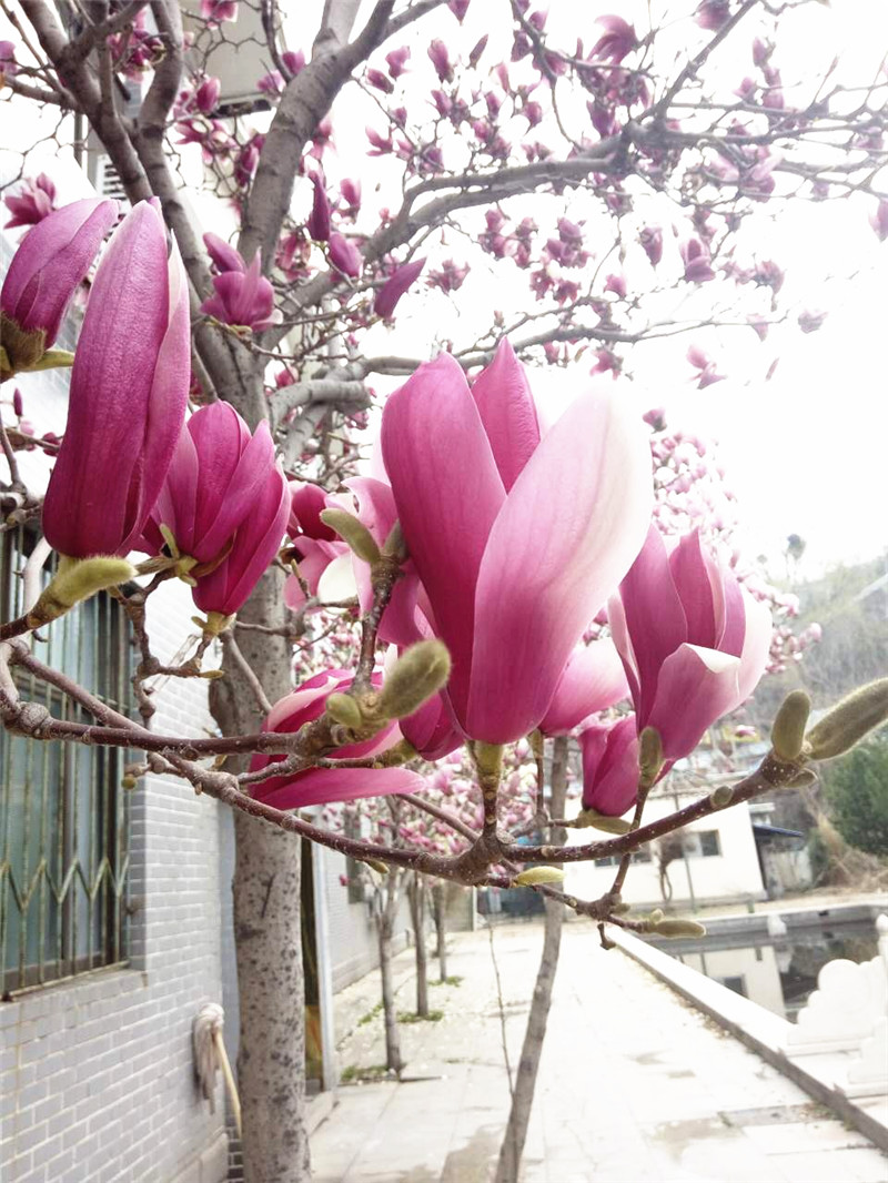 春季旅游四种出行方式的注意事项