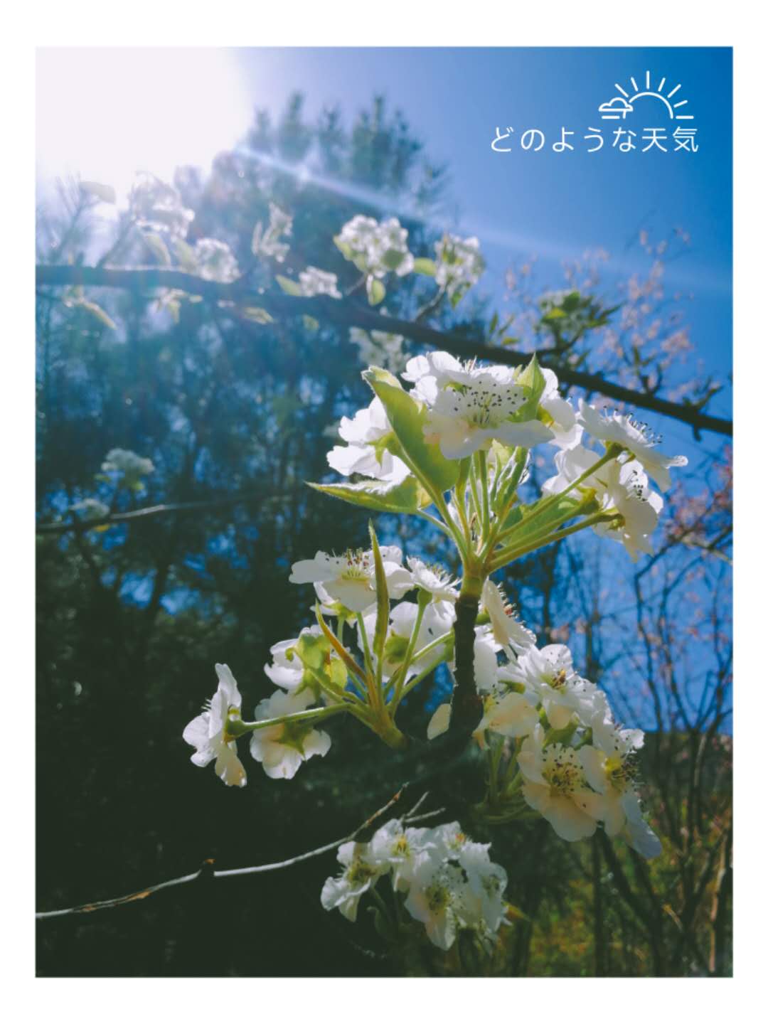 假期何必远行，你要找的春天就在三王峪!