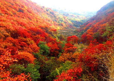 9月济南适合近郊旅游的地方，感受秋天气息，三王峪