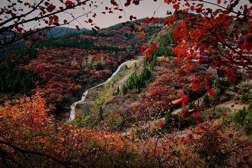 寒霜降，天转凉，红叶舞，雁南翔，章丘三王峪山水风景园