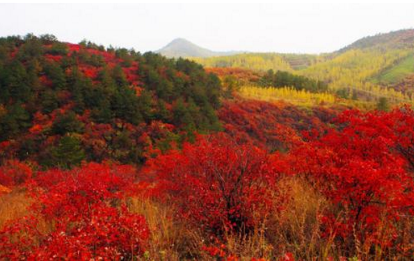 金秋最美红叶，再不去就晚了，章丘三王峪山水风景园