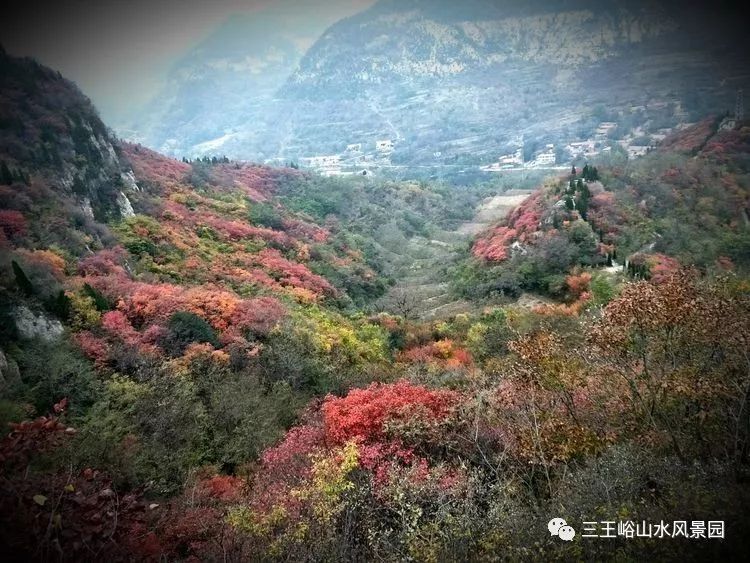 赏红叶不须东奔西走，章丘三王峪山水风景园就有