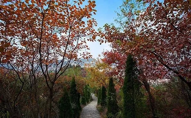 三王峪//登高望远景，危处是红叶。