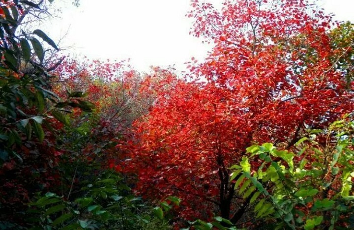 济南近郊游//三王峪您的首选外出基地
