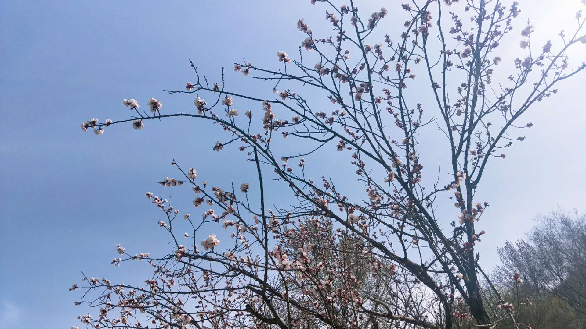 又到一年春暖时，又到欣赏一年花开时，三王峪