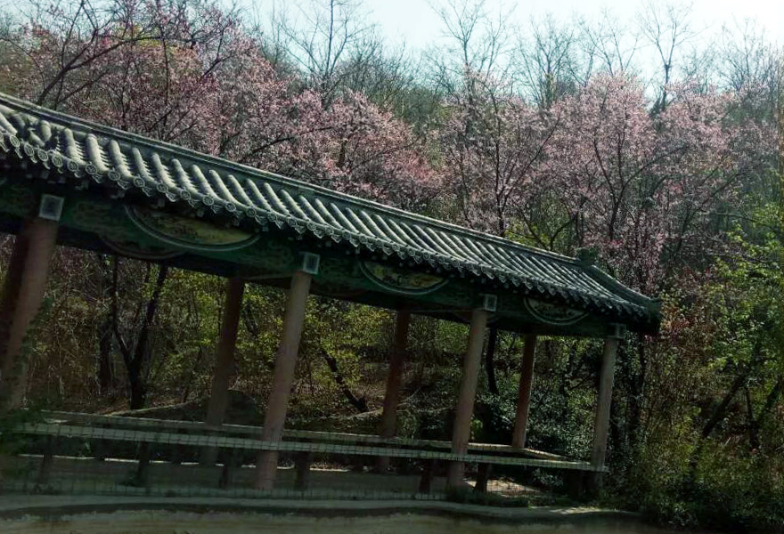 济南三王峪春游全攻略！赏花、踏青、爬山、自驾、拍照全都有!