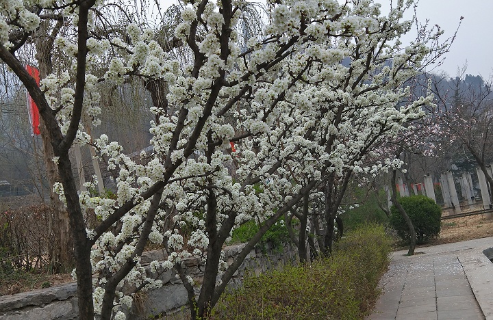 全线通车|济南三王峪景区春暖花开 道路通畅 景色绝美！