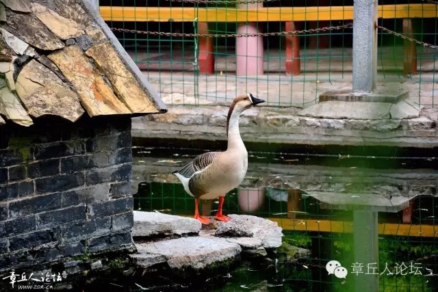 三王峪鸵鸟终于下蛋了，2012年买进鸵鸟三十多只，喂养三年终于有了收获