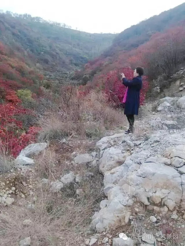 醉美三王峪，红叶红满山岭、山楂，柿子，挂满枝头，满满的都是美景