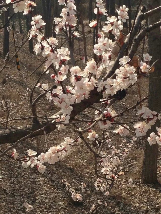 郊游的好去处，三王峪赏杏花