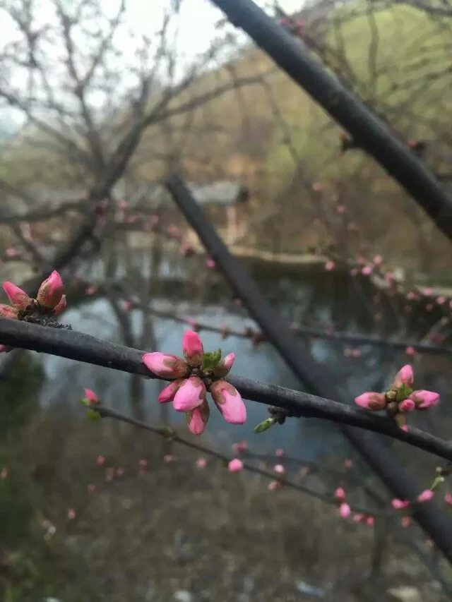 三王峪的春天是存在两个世界